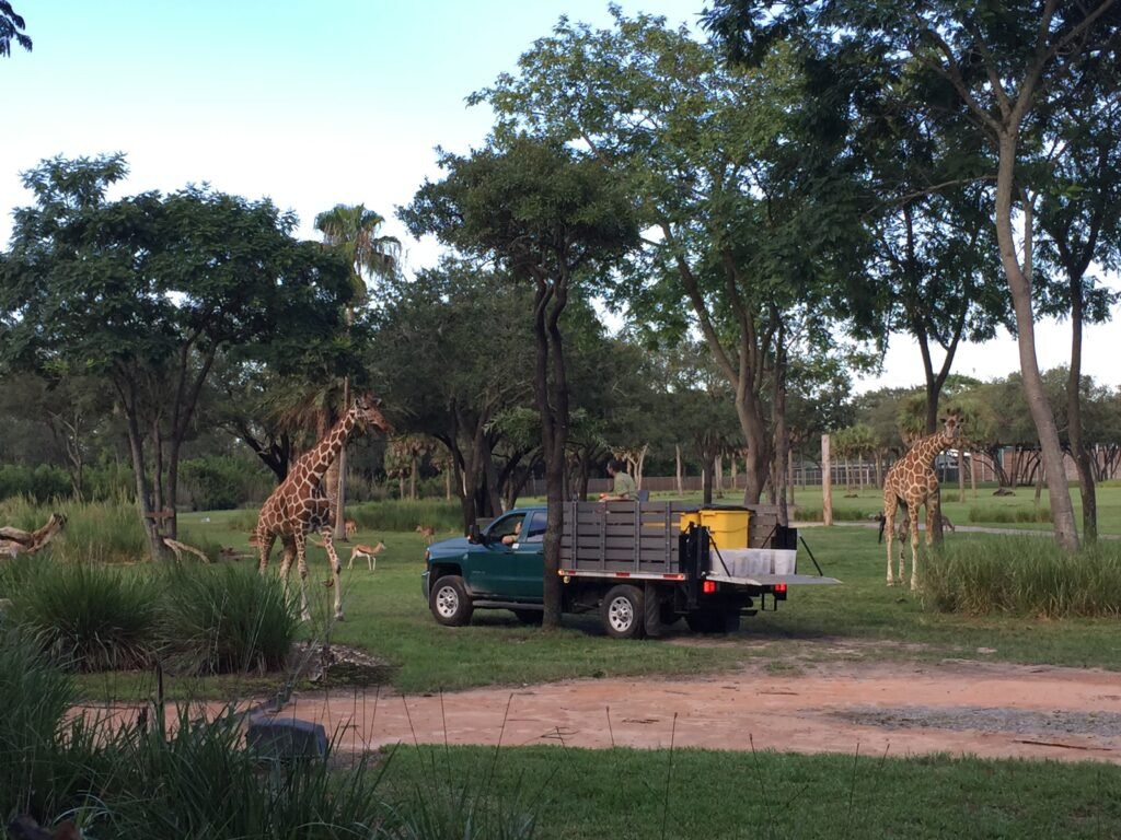 Disney's Animal kingdom lodge savannah with two giraffes and a safari truck